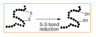 S-S bond reduction